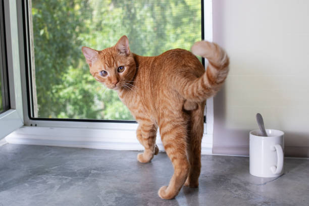 istock Red cat sits on windowsill and looks out window 1460683669