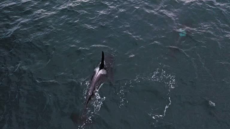 Family of Killer Whales surfacing in the cold dark Arctic Ocean