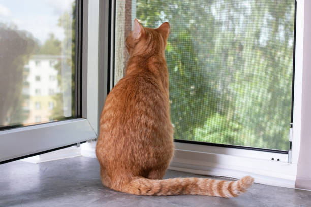 istock Red cat sits on windowsill and looks out window 1460683740