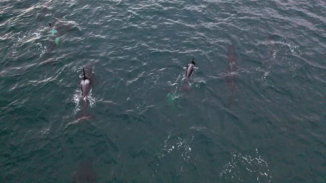 Family of Killer Whales surfacing in the cold dark Arctic Ocean