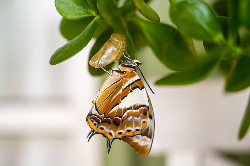 A beautiful Two Tailed Emperor Butterfly emerges from a chrysalis cocoon. Polyura Sempronius.