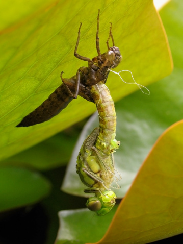 Dragonfly emerging from it's nymph.