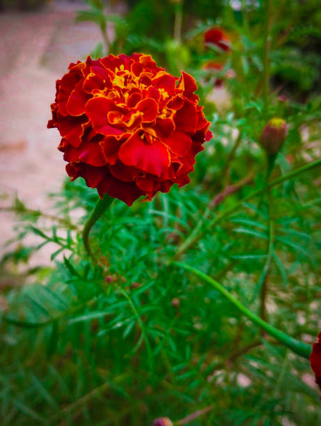 istock A RED MARIGOLD FLOWER IN THE GARDEN 1460686514