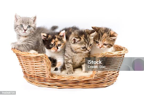 Tabby Kittens - 白背景のストックフォトや画像を多数ご用意 - 白背景, 籠, 飼い猫