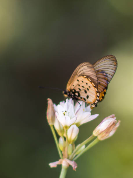 Una Hermosa Y Delicada Mariposa Acraea De Jardín Sobre Flores Blancas Foto  de stock y más banco de imágenes de Aire libre - iStock