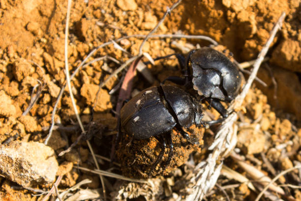 Two dung beetles fighting over a dung ball in the grasslands of the Drakensberg Mountains of South Africa. Dung beetles is of extreme ecological importance due to their ability to break down dung.