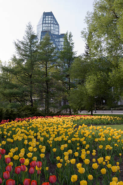 istock National Gallery of Canada and Tulips 146068770