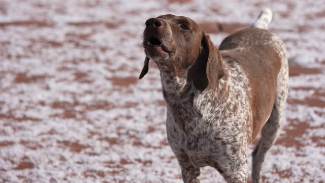 Slow motion of Hunting dog German Smooth-haired Pointer barks while standing in a field on a snowy street