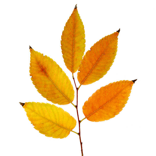 istock autumn tree branch with leaves, isolated on white background 146068873