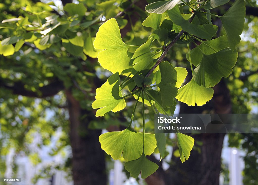 Ginkgo Biloba (miłorząb japoński oddział - Zbiór zdjęć royalty-free (Bez ludzi)