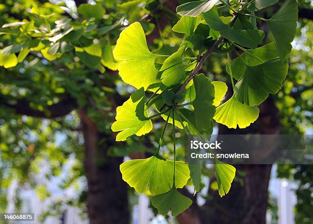 Ginkgo Biloba Miłorząb Japoński Oddział - zdjęcia stockowe i więcej obrazów Bez ludzi - Bez ludzi, Bliskie zbliżenie, Drzewo