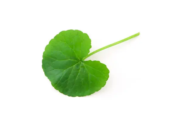 Photo of gotu kola (centella asiatica) green leaf isolated on white background.