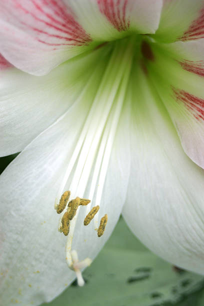 Lily detalhe de - fotografia de stock