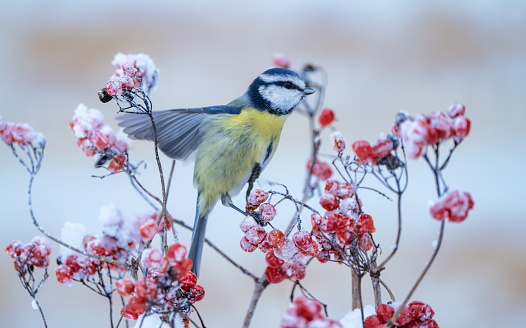 Blue tit in winter,Eifel,Germany.\nPlease see many more similar pictures of my Portfolio.\nThank you!