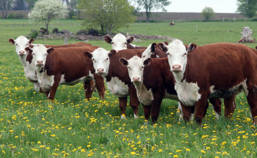 young hereford herd of cattle on a grassy field