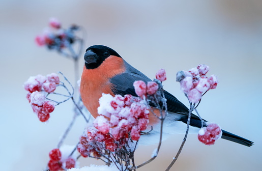 Bullfinch in winter,Eifel,Germany.\nPlease see many more similar pictures of my Portfolio.\nThank you!