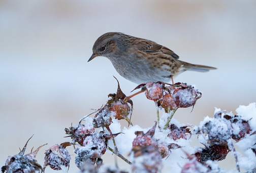 Dunnock in winter,Eifel,Germany.\nPlease see many more similar pictures of my Portfolio.\nThank you!