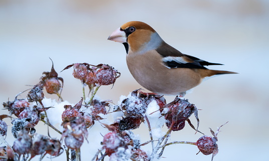 Hawfinch in winter,Eifel,Germany.\nPlease see many more similar pictures of my Portfolio.\nThank you!