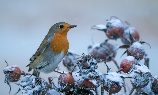 Great tit Parus major, On berries in frost, Midlands, winter