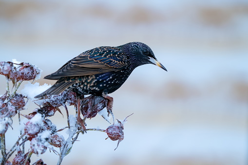 Starling in winter,Eifel,Germany.\nPlease see many more similar pictures of my Portfolio.\nThank you!