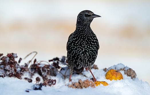 Starling in winter,Eifel,Germany.
Please see many more similar pictures of my Portfolio.
Thank you!