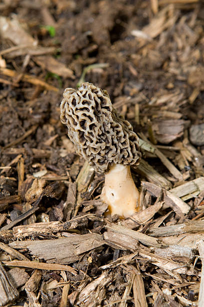 smardz rosnące w kora ściółka - morel mushroom edible mushroom food bizarre zdjęcia i obrazy z banku zdjęć