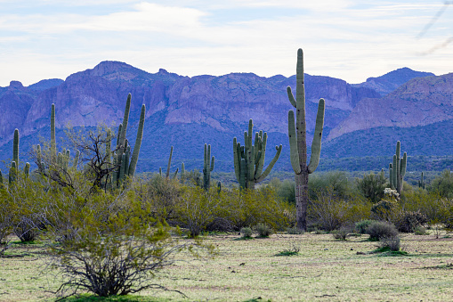 Panorama of saguaro with morning light in Santa Catalina Mountains, Tucson, Arizona, USA.