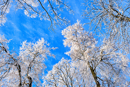 Frost and snow covered tree on a sunny winter day. The Netherlands.