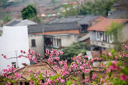 Chinese Peasant Houses, Peach Tree Village, Pink Blossoms, Chengdu, Sichuan, China