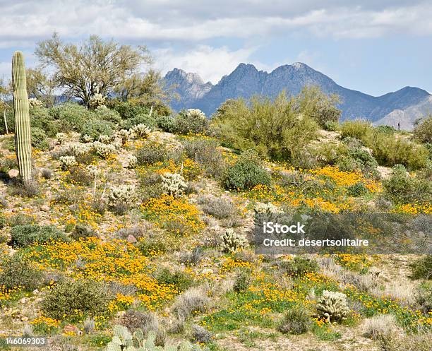 Cactus Del Desierto Las Flores Y Las Montañas Foto de stock y más banco de imágenes de Aire libre - Aire libre, Amapola - Planta, Amarillo - Color