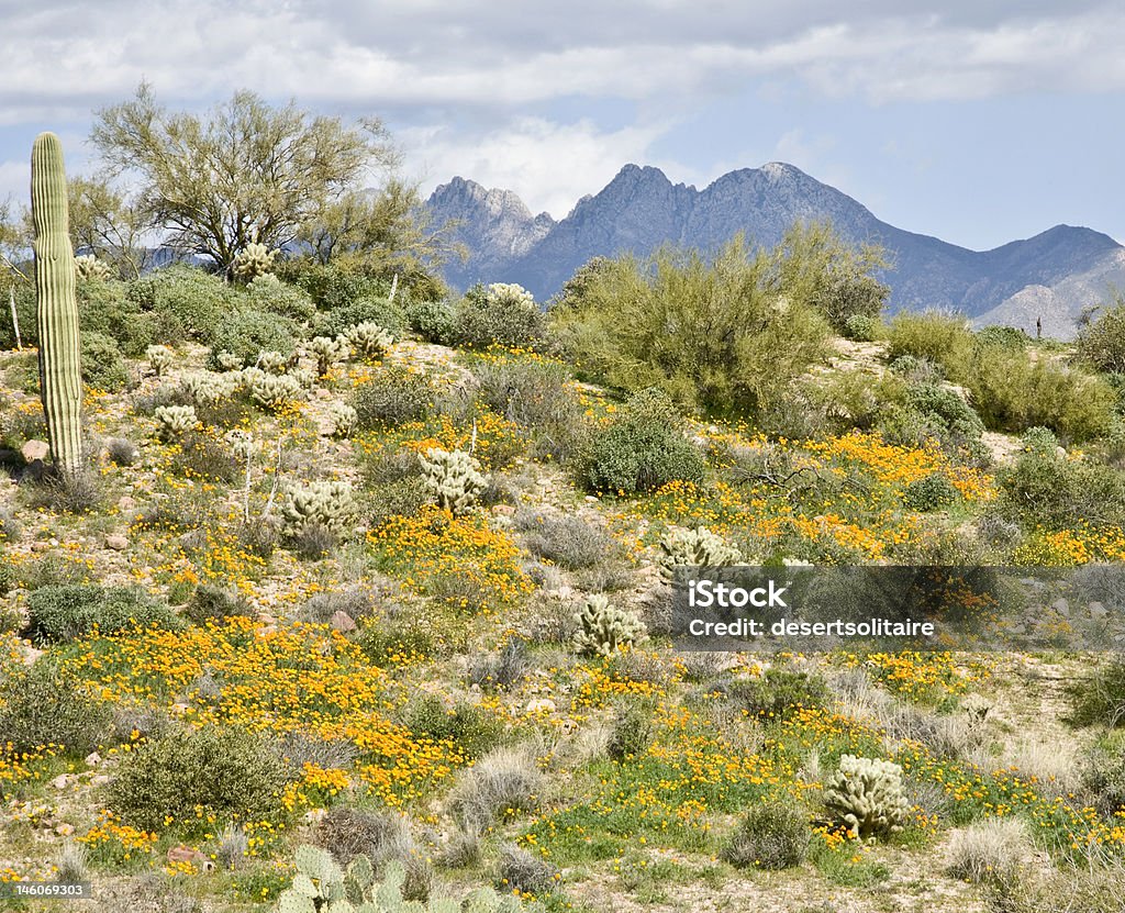 Cactus del Deserto, fiori e montagne - Foto stock royalty-free di Ambientazione esterna