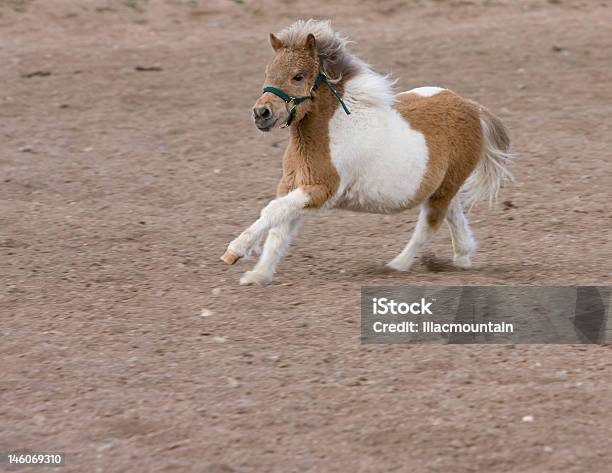 Photo libre de droit de Course De Cheval Nain banque d'images et plus d'images libres de droit de Courir - Courir, Poney des Shetland, Agriculture