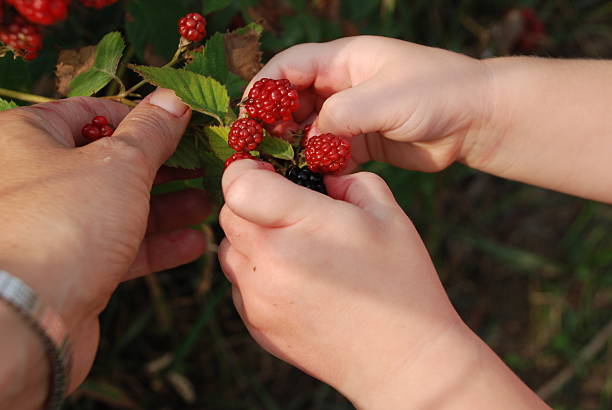 istock Child picking blackberries off vine with Nana helping 146069357