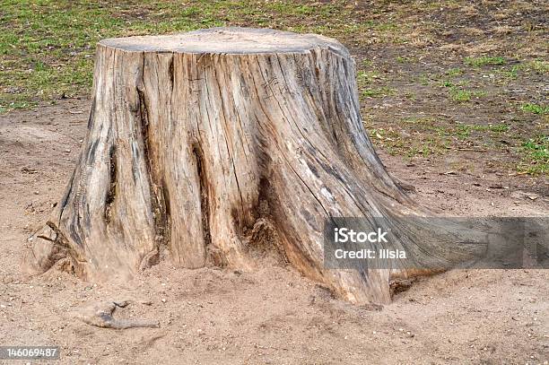 Foto de Velho Stump e mais fotos de stock de Areia - Areia, Corte Transversal, Tronco de árvore