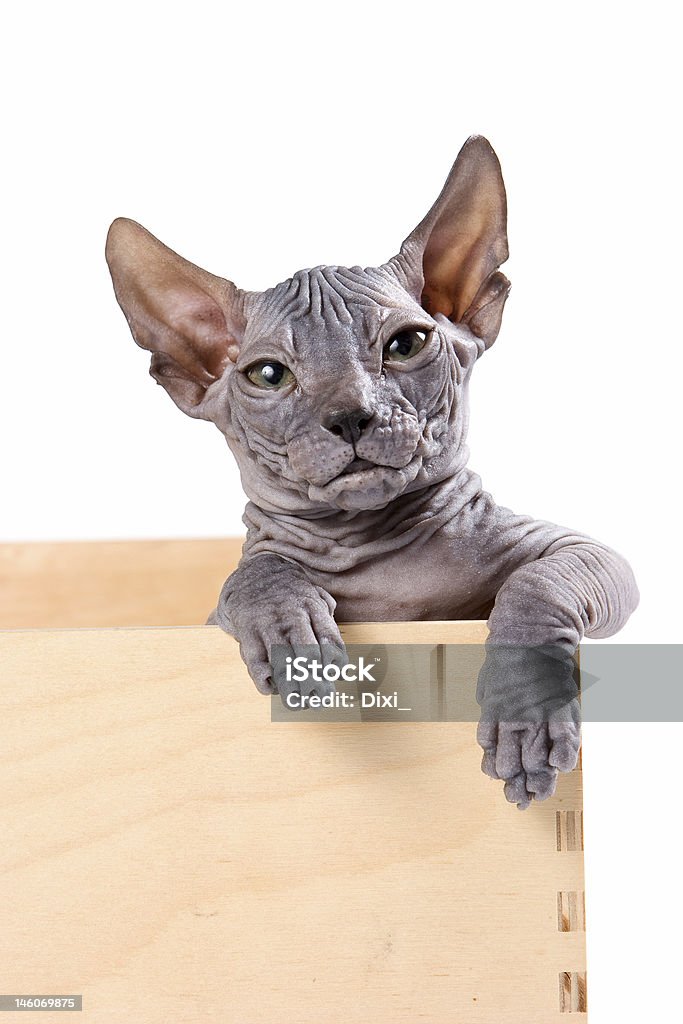 Sphynx mascota - Foto de stock de Gato sin pelo libre de derechos