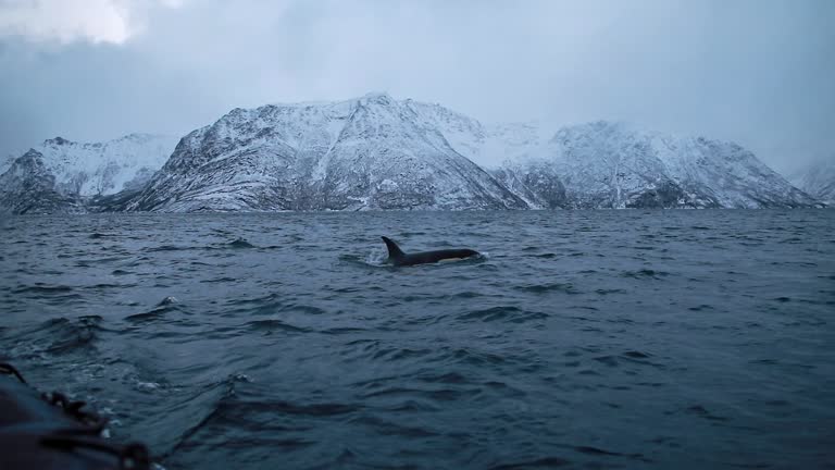 Orca surfacing in the cold dark ocean, with snowy mountain fjords and extreme terrain in background