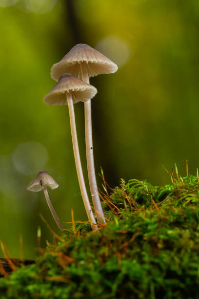 istock White mushrooms in the forest, Mycena piringa mushrooms 1460699301