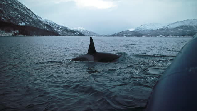 Orca surfacing near boat, in the cold dark ocean, with snowy mountain fjords and extreme terrain in background