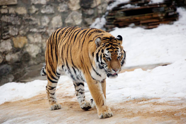 istock Amur tiger, or Siberian tiger. 1460699320