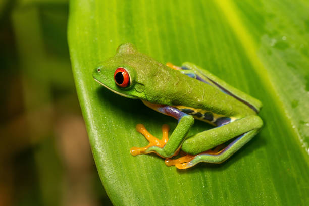 красноглазая квакша (agalychnis callidryas) кано негро, дикая природа коста-рики - camouflage animal frog tree frog стоковые фото и изображения