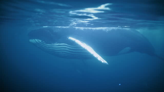 Humpback whale feeding in the dark blue cold frigid waters of the arctic circle, Norway during winter