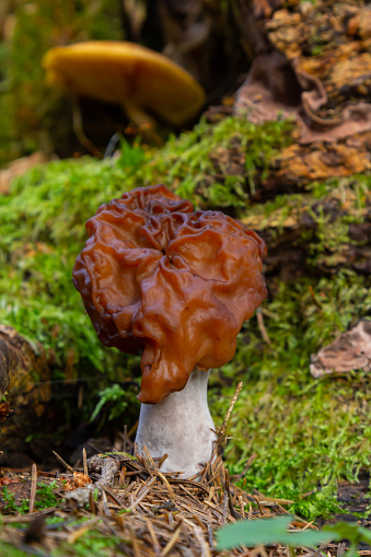 Gyromitra esculenta is kind of poisonous mushrooms growing in the forest in spring.