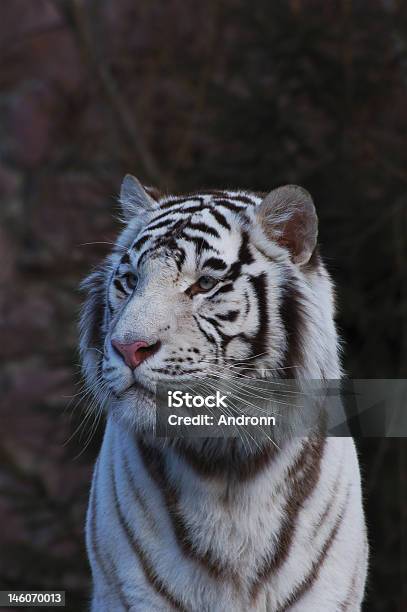 Tiger - Fotografie stock e altre immagini di Albino - Albino, Animale, Animale da safari