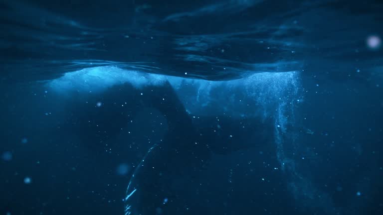 Humpback whale feeding in the dark blue cold frigid waters of the arctic circle, Norway during winter