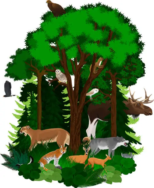 Vector illustration of vector woodland green forest with animals: eagle, snake, cougar puma, deers, barn owl, kite, moose, wolf, lynx, skunk, rabbit, marten