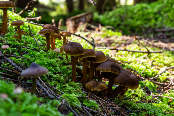 istock Gymnopus hariolorum mushrooms on the old stump 1460700839