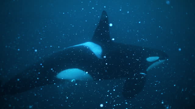 Killer whale in fish feeding frenzy in the dark blue cold frigid waters of the arctic circle, Norway during winter