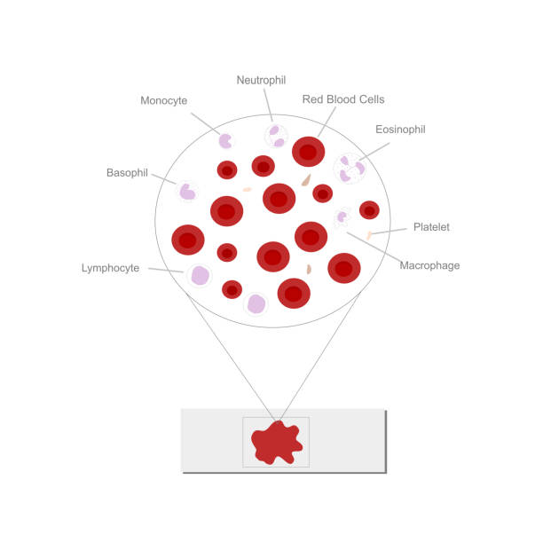 ilustrações de stock, clip art, desenhos animados e ícones de the picture of various blood cell types of blood cell in blood sample on slide that shows the focus view of platelets, red and white blood cells (lymphocyte, macrophage, etc.) - blood red blood cell blood cell blood sample
