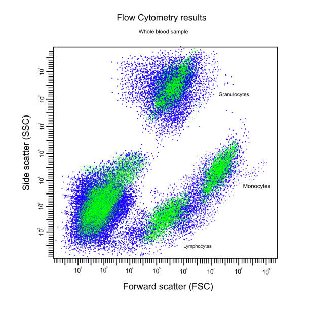 istock The flow cytometry result of Whole blood sample that analyzes in Forward and Side scatter parameter and separated to Granulocyte, Monocytes and Lymphocytes 1460701020