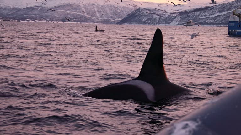 Killer whale dorsal fin surfacing during a feeding frenzy of sea life in the arctic ocean